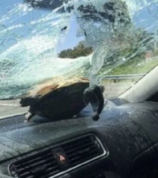 Водитель позвонила спасателям, когда её лобовое стекло пробила летающая черепаха. Сначала ей не верили, а зря