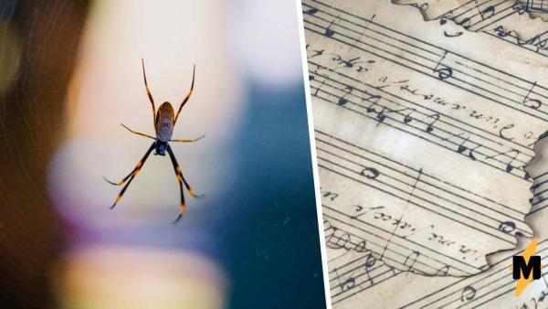 Пауки теперь умеют писать музыку паутинами, правда с помощью учёных. И их треки самое то для фильмов ужасов