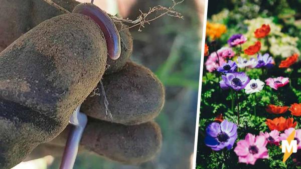 Садовница нашла в клумбе маленького червячка и зря взяла в руки. Малыш раскрыл обман, высунув раздвоенный язык