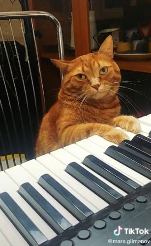 Кот играет на пианино на видео, а зрителям не терпится. Все ждут, когда Мяоцарт выпустит свой первый альбом