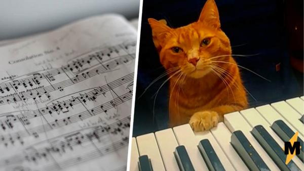 Кот играет на пианино на видео, а зрителям не терпится. Все ждут, когда Мяоцарт выпустит свой первый альбом