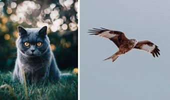 Турист сделал фото и доказал — летающие коты существуют. Это оптическая иллюзия, которую вы точно полюбите