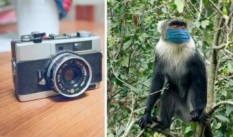 В Кении обезьяна надела защитную маску, и люди восхищались её умом. Пока не поняли, что видят на самом деле