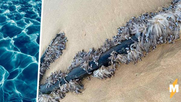 Пара на пляже увидела металлическую трубу, которая отрастила сотни ног и пыталась сбежать.