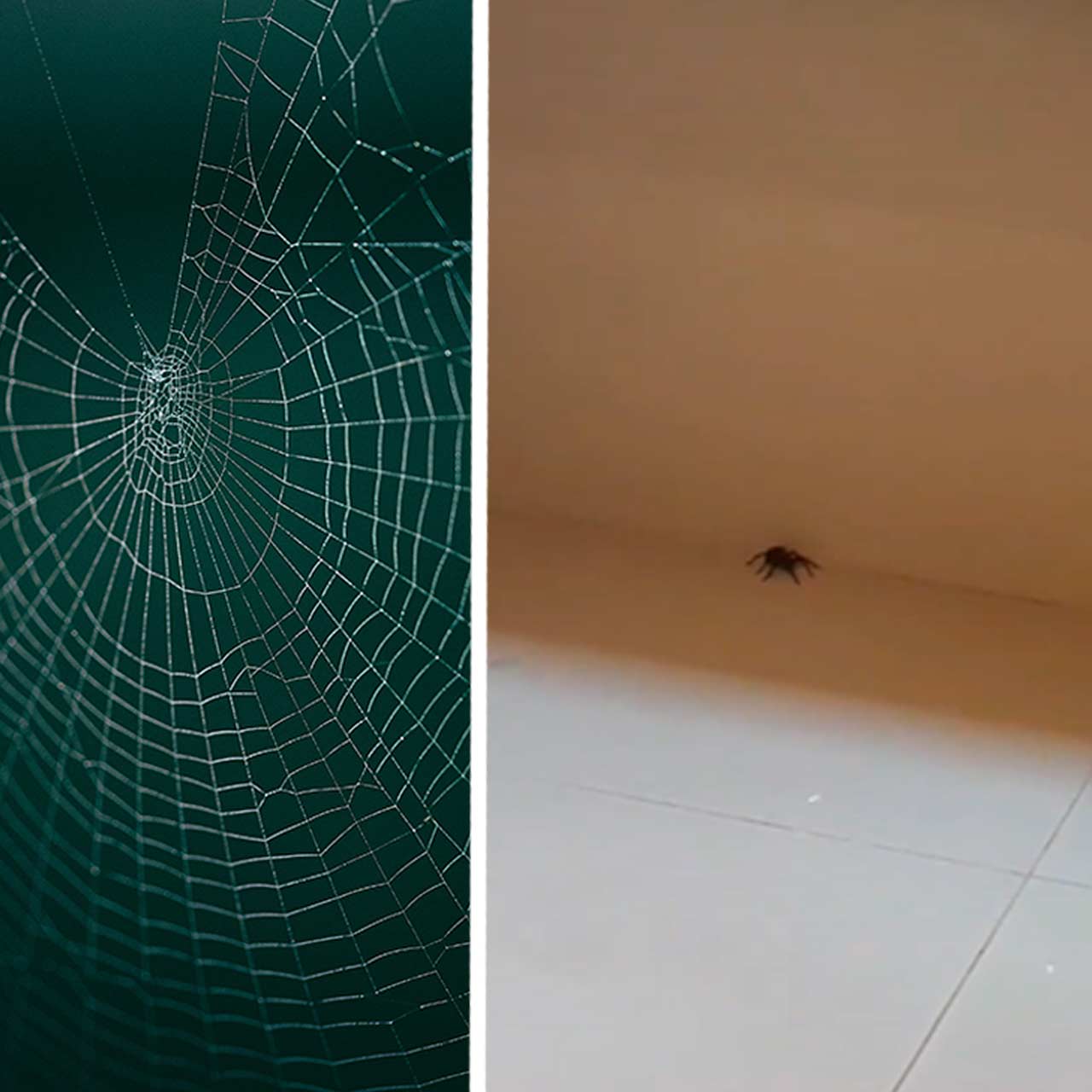 Увидеть дома паука примета. Паук и тапок. Увидеть большого паука в доме примета. Паук прихлопнуть тапком.