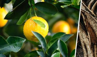 Садовод собрал урожай лимонов, а среди них — плод-мутант. Так вот как выглядит дитя любви перца чили и цитруса