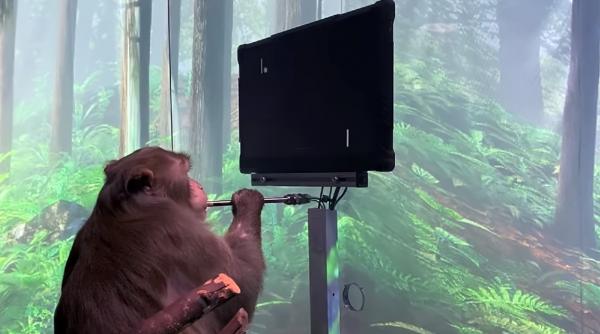 Илон Маск показал, как обезьяна играет в пинг-понг силой мысли. Она не джедай, у неё просто есть чип Neuralink