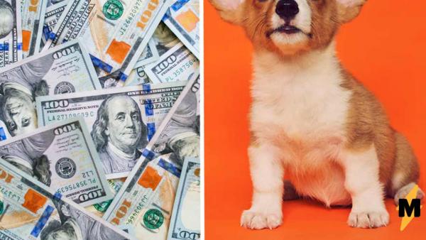 Как выглядит собака за 800 тысяч рублей? Показал хозяин добермана-альбиноса, и зрители вызывают ветеринара