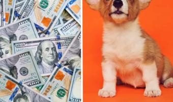 Как выглядит собака за 800 тысяч рублей? Показал хозяин добермана-альбиноса, и зрители вызывают ветеринара