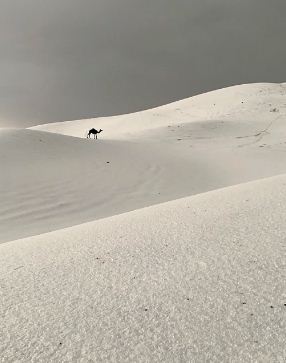 Нет, в Сибири не завелись верблюды, на фото - Саудовская Аравия. Правда, местные жители уже в этом не уверены