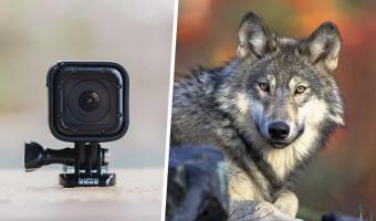 Учёные повесили на волка камеру и сняли день его глазами. Увиденное оказалось сюрпризом даже для них