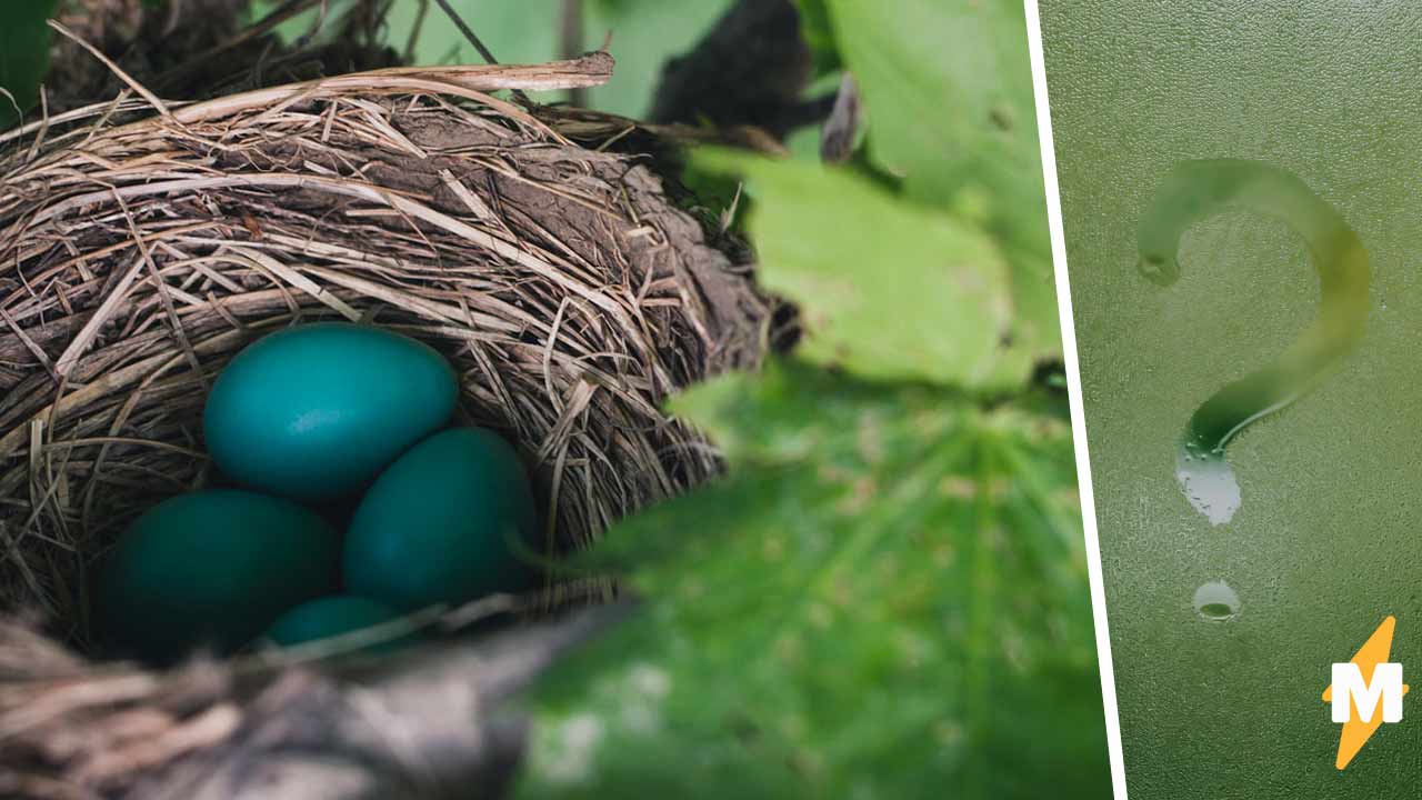 Гнездо для птиц своими руками: 15 интересных идей