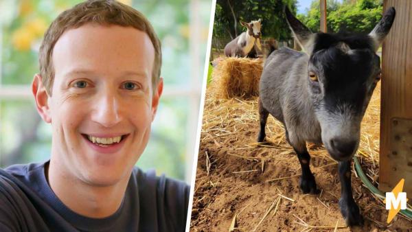 Люди узнали, как зовут коз Марка Цукерберга, и не могут не шутить. Ещё бы, ведь клички у животных говорящие