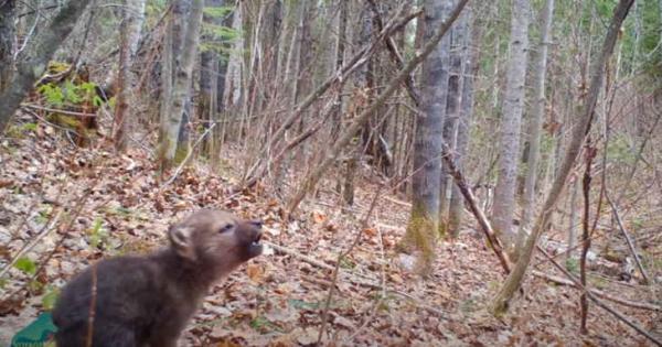 Лесная камера сняла первый вой волчонка, и он не такой милый, как мы думали. Домашних питомцев он сводит с ума