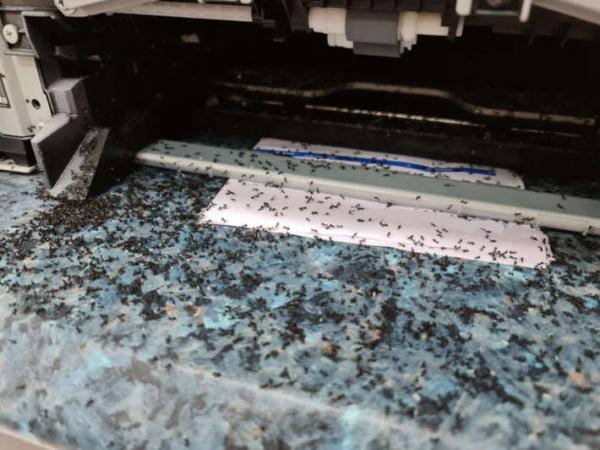 В принтер попали муравьи, и он породил новую цветную рассу. Милее вида насекомых в Австралии ещё не возникало