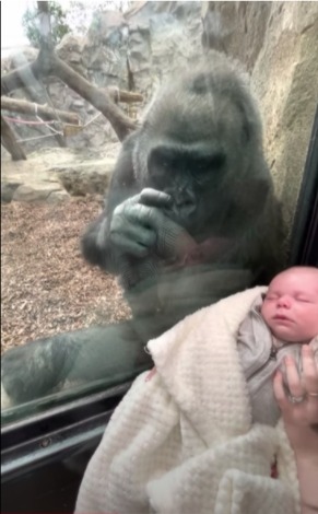 На прогулке в зоопарке мама увидела гориллу и поднесла к ней младенца. Вас удивит то, что произошло дальше