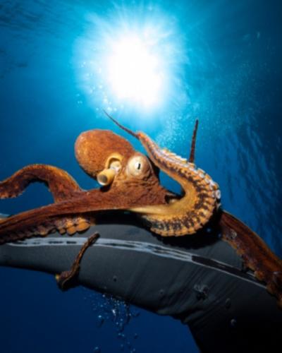 Дайвер устроил подводную съемку, но у осьминога были на него другие планы. Он влез не в кадр, а в самую душу