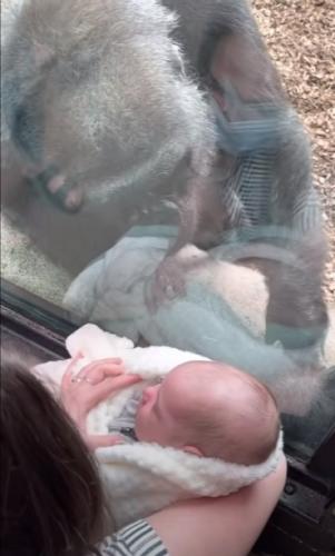 На прогулке в зоопарке мама увидела гориллу и поднесла к ней младенца. Вас удивит то, что произошло дальше