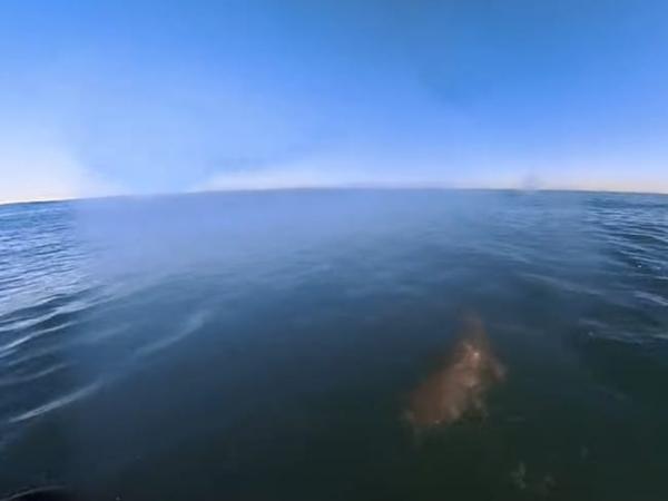 Серфингист ждал волну, а получил голодную акулу. Попробуйте сосчитать запикивания на видео с его побегом