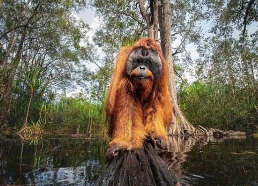 Фотограф сделал снимок, за который получил 155 тысяч ₽. Видели 3-D орангутанга? А он уже готов дать вам лапу