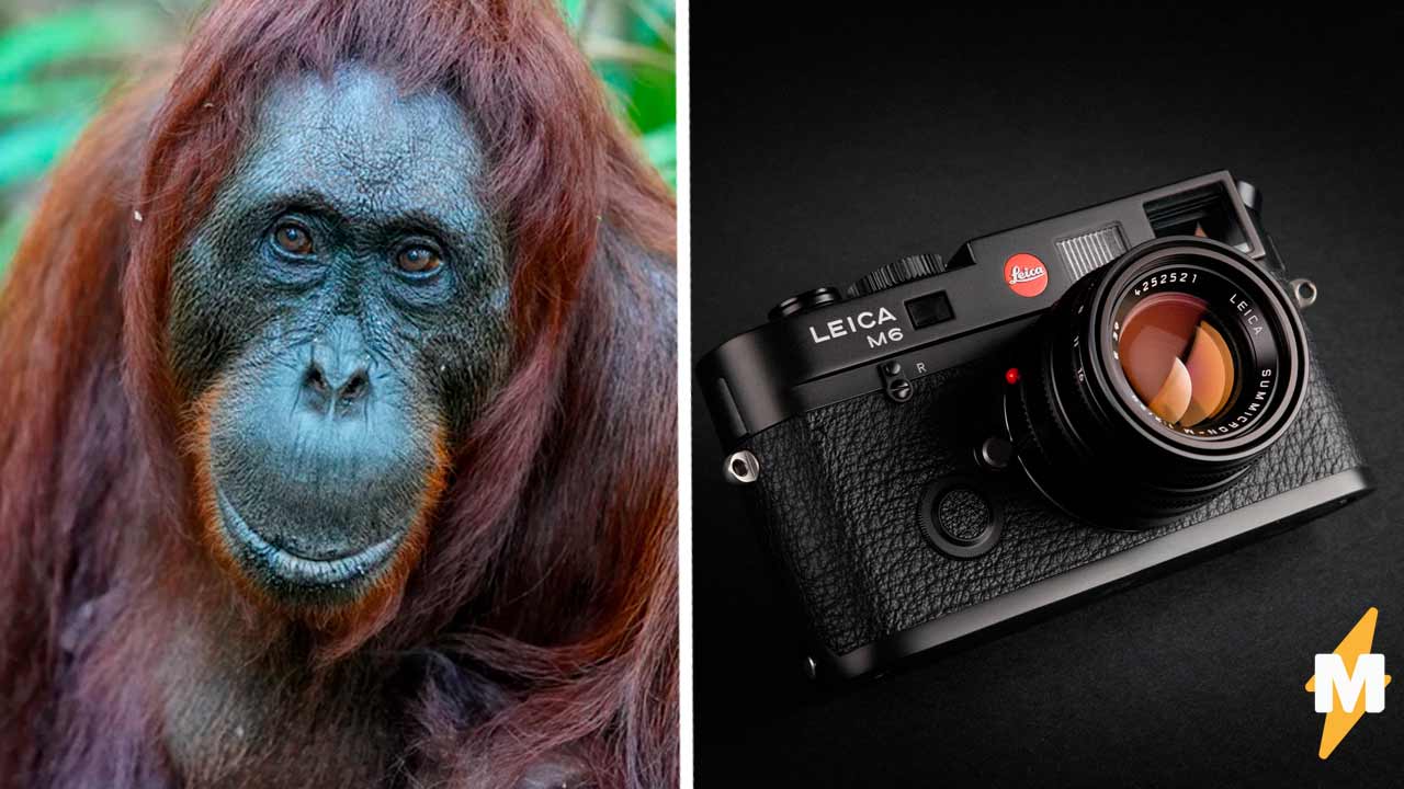Фотограф сделал снимок, за который получил 155 тысяч ₽. Видели 3-D орангутанга? А он уже готов дать вам лапу