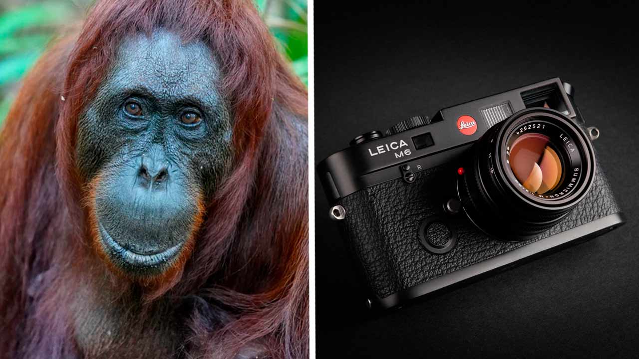 Фотограф сделал снимок, за который получил ₽155 тысяч. Видели 3D-орангутанга? А он уже готов подать вам лапу