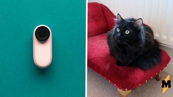 Хозяин надел камеру на кота перед уходом из дома. Так он узнал, почему питомец так странно ведёт себя на людях