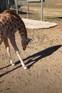Жирафа встретила друга, но радовался недолго. Он понял, с кем игрался, и когнитивного диссонанса не избежать
