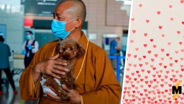 Сколько собак нужно для счастья? Буддийскому монаху — 8000, вам не показалось, и остальным зверям в храме тоже