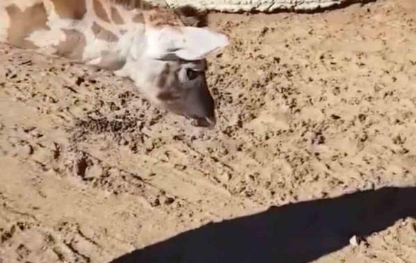 Жирафа встретила друга, но радовался недолго. Он понял, с кем игрался, и когнитивного диссонанса не избежать