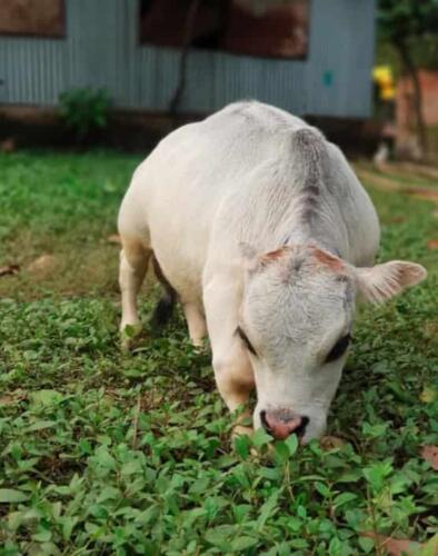 В Бангладеше нашли самую короткую и низкую корову. Её зовут Рани, и она выглядит как мем
