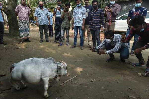 В Бангладеше нашли самую короткую и низкую корову. Её зовут Рани, и она выглядит как мем