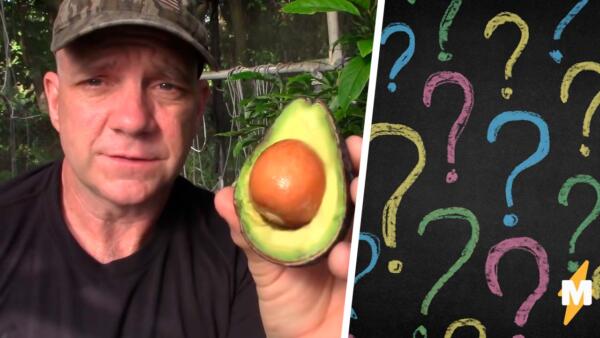 Посадил авокадо — получил фейл. Фермер уверен, из косточки никогда не вырастет вкусный плод
