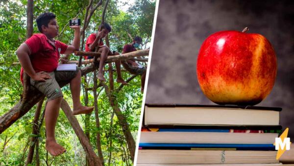 «Школьник в болоте» — версия 2.0. Так дети на Шри-Ланке учатся на деревьях, возрождая мем