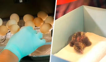 Ютубер вывел цыплёнка в стакане и снял превращение эмбриона в птицу на видео