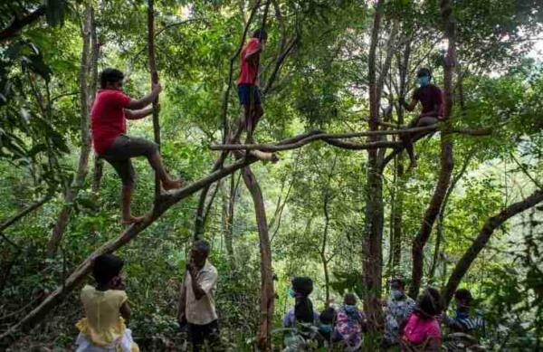 Школьники на Шри-Ланке случайно повторили мем «Школьник в болоте». Их занятия проходят на деревьях