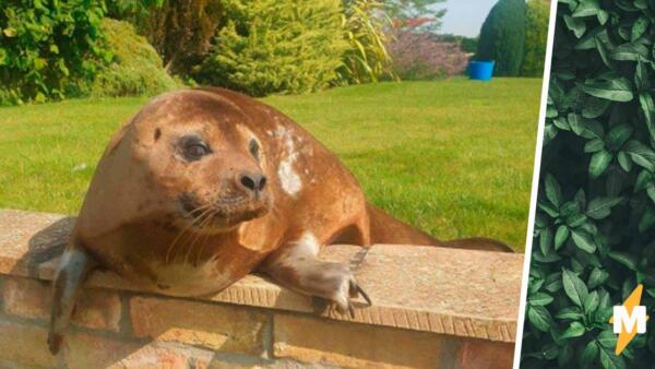 Пенсионерка из Англии обнаружила в своём саду тюленя