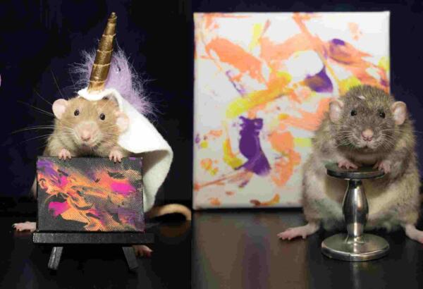 Домашние крысы создают картины, а хозяйка продаёт их на аукционе