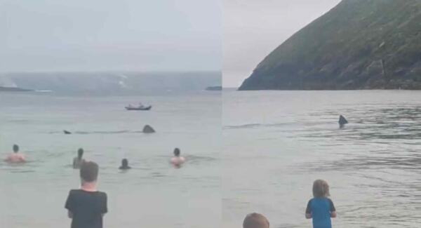 На побережье Ирландии рядом с отдыхающими проплыли две акулы
