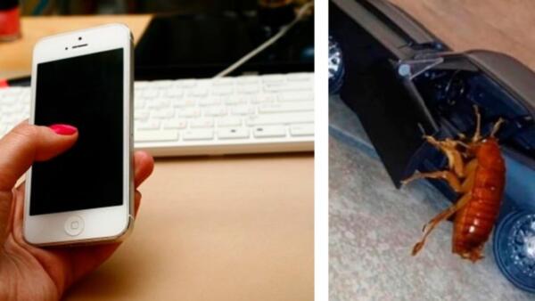 Пользователи соцсетей отправляют близким фото таракана в машине, чтобы разыграть их