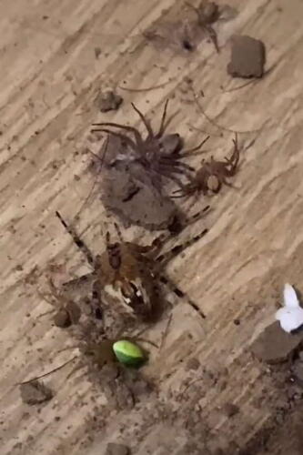 Блогерша удивилась, найдя в одеяле кокон с пауками разных видов. Выяснилось, что его оставила оса