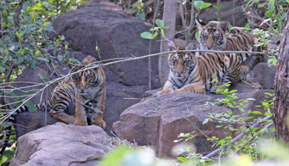 Папа-тигр заботится о тигрятах и удивляет экологов. Отец-одиночка наплевал на законы природы