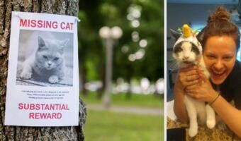 Хозяйка узнала, что кот жил на две семьи. Питомца выдало фото в розыске пропавших животных