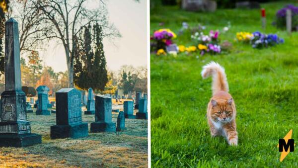 Кошка каждый день ходит на кладбище утешать людей, а хозяева шутят, что это её работа