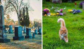 Кошка каждый день сбегает из дома на кладбище и утешает скорбящих