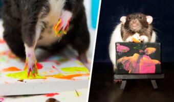 Ручные крысы пишут картины, а хозяйка продаёт их на аукционе
