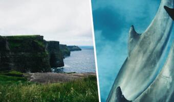 Отдыхающие на пляже Ирландии сняли видео плывущих рядом с туристами акул