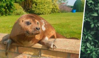 Пенсионерка из Англии обнаружила в своём саду тюленя