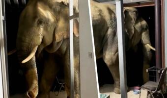 В Таиланде голодный дикий слон вломился в чужой дом во второй раз. Теперь его привлёк кошачий корм