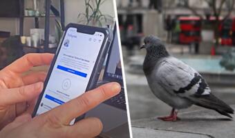 Ютуберы создали фейкового блогера-голубя и получили контракты на рекламу